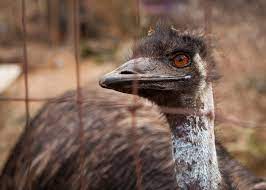 Remembering Big Lou the emu, Lake Claire's most famous resident - Atlanta  Magazine