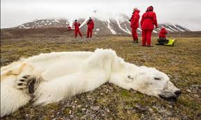 Resultado de imagen para oso polar calentamiento global