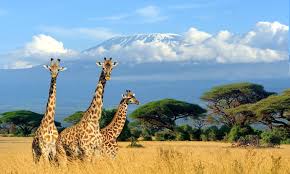 Llamas are members of the camelidae or family that includes the camels and their relatives. Twitter Question What S More Believable Giraffes Or Unicorn Mix 105 1