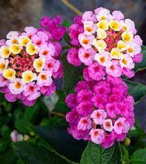 Lantana Lantana Flower Flower Pots Butterfly Garden Plants