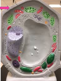 Central vacuole function in plant cell quizlet. Lab 4 Cell Anatomy And Function Flashcards Quizlet