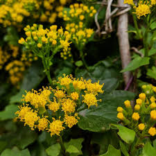 Image result for Delairea odorata