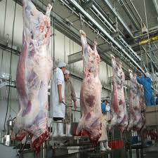 Camel slaughter is cruelty,how would people like it if they were treated the same way? Camel Slaughter Line Halal Rabbit Slaughter Machinery Equipment Abattoir Buy Camel Slaughter Line Camel Slaughter Line Camel Slaughter Line Product On Alibaba Com