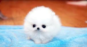 Most puppies will begin to open their eyes within seven to fourteen days of birth. 2 Cute A Cotton Ball With Eyes Cute Baby Animals Cute Funny Animals Cute Baby Dogs