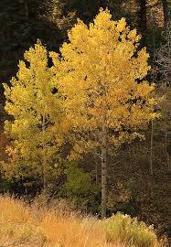 I have a bug phobia so i'm a little freaked out. Why Are The Leaves On My Aspen Trees Brown