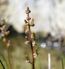 Image result for Triglochin bulbosa