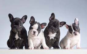 Bouledogue or bouledogue français) is a breed of domestic dog, bred to be companion dogs. Think Carefully Before You Buy A Lockdown Dog From A Hideous Puppy Farmer The Independent