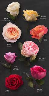 Everything S Rosy Different Types Of Flowers Types Of Flowers Rose Color Meanings
