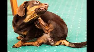 Zoetispetcare.com has been visited by 100k+ users in the past month Why Is My Dog Scratching Himself So Much Youtube