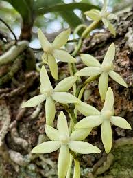 Image result for Summerhayesia