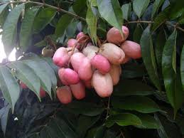 Image result for Pachylobus edulis