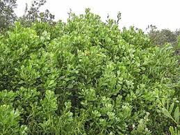 Image result for Chrysanthemoides monilifera