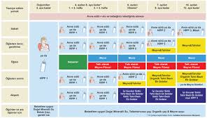 beslenme plani hipp organik