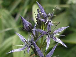 Image result for Swertia fwambensis