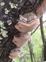 Image result for Phellinus pomaceus