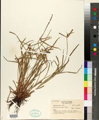 Image result for Kyllinga robinsoniana