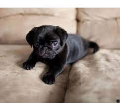 Check Out The Webpage To Read More About Pug Puppies For Sale Near Me Click The Link To Find Out More Viewing The Pug Puppies Cute Pugs Black Pug Puppies