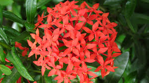 Image result for Ixora seretii