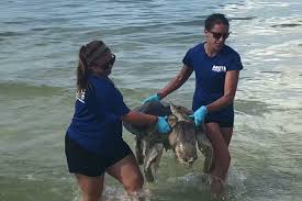 Dolphin, sea turtles, manatees perish from red tide