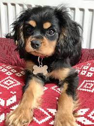 Black and tan cavalier puppy. Black And Tan Cavalier Age 12 Months In 2021 Cavalier King Charles Dog King Charles Cavalier Spaniel Puppy King Charles Dog
