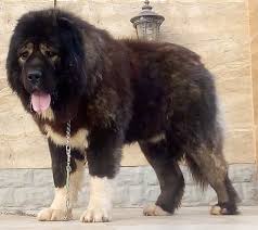 Caucasian Shepherd Dog Breed Information And Pictures