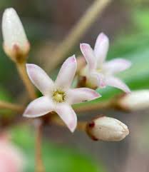 Image result for Marsdenia cynanchoides