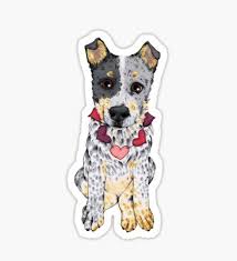 Australian Cattle Dog Black And White Pin On Heeler Love 3