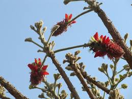 Image result for Erythrina latissima