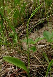 Image result for Ophioglossum thomasii