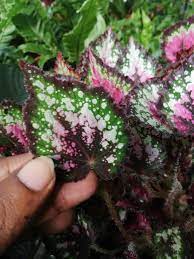 It needs temperatures in the 60‐ to 70‐degree range for. Garden Chronicles Begonia Merry Christmas