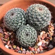 So, does a cactus plant need sun? Mammillaria Hahniana Old Lady Cactus Care And Propagation Succulent Plant Care