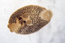 100% natural, no chemicals added, no food withdrawal. Intestinal Worms Pictures Symptoms And Treatment