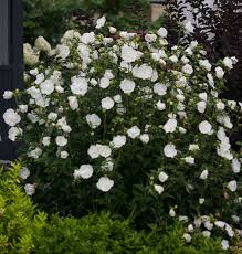 Planting flowers moon garden love flowers pretty flowers flower garden white flowers white gardens pink flowers peony flower. 20 White And Silver Plants Perfect For Creating Moon Gardens Proven Winners