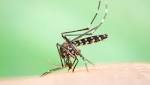  Mosquito saliva can affect immune system for a week
