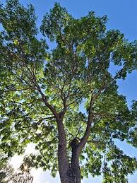 Image result for Khaya