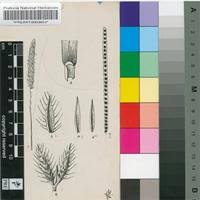 Image result for Brachyachne patentiflora