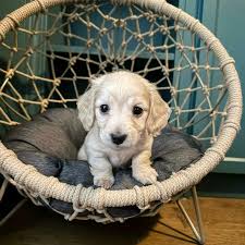 Puppy dump to get you over the hump 🥹 @stephanie.clapp