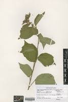 Image result for Triumfetta tomentosa