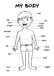 My Body Educational Info Graphic Chart For Kids Stock