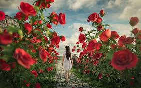 أجمل 40 خلفية عالية الدقة للورد الاحمر مداد الجليد rose wallpapers girl alphabet images