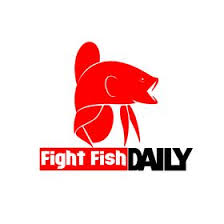 See and discover other items: 70 Betta Fish Fighting Ideas Betta Fish Betta Fish