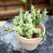 Image result for Orbea caudata