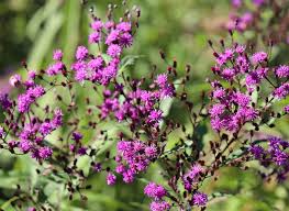 Image result for Vernonia jelfiae