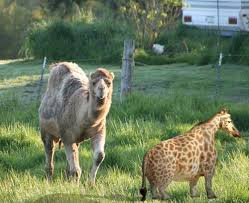 Here are some several adaptations help a camel save water. Another Roadside Attraction Mona S New Mate Gerbil The Journal Of The San Juan Islands