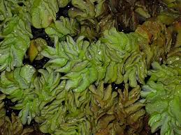 Image result for Salvinia hastata