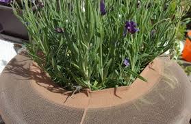 Blumenerde Vor Kindern Und Katzen Sicher Mit Strumpfhose Frag Mutti Blumenerde Pflanzen Topfpflanzen