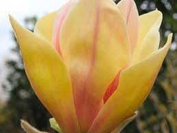 Image result for magnolie sunsation