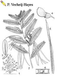 Image result for Sesbania sericea