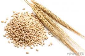 What Is Barley Flour With Pictures