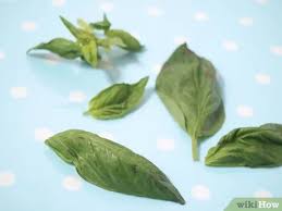 Menurut sebuah penelitian, daun kemangi memiliki efek yang signifikan untuk mengurangi kadar kolesterol dalam tubuh. 3 Cara Untuk Membekukan Kemangi Wikihow